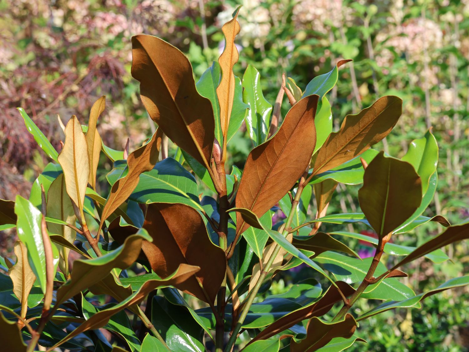 Immergrüne Magnolie 'Kay Parris'