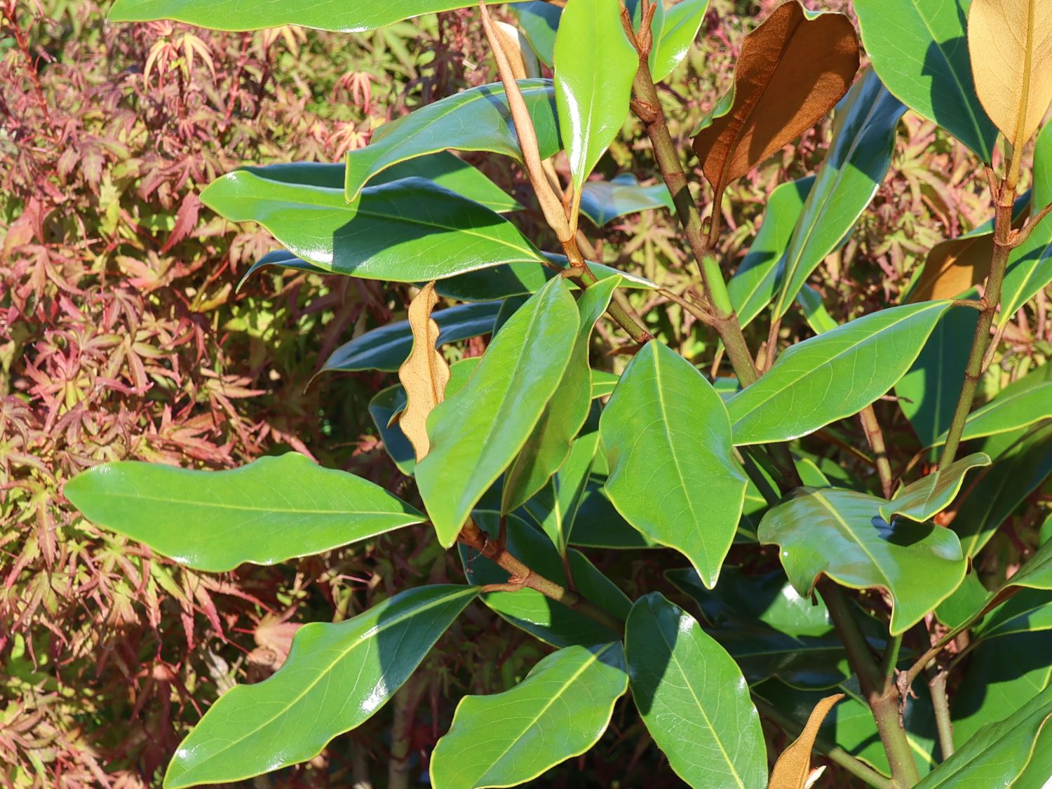 Immergrüne Magnolie 'Kay Parris' - Magnolia grandiflora 'Kay Parris'