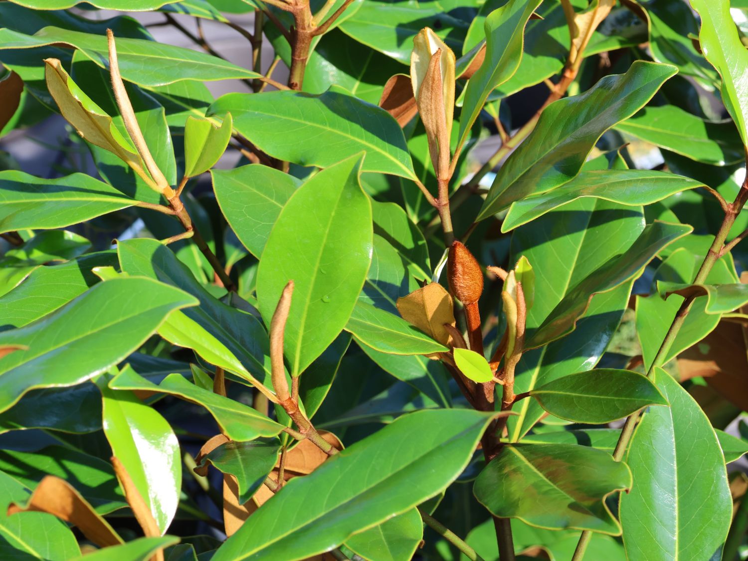 Immergrüne Magnolie 'Kay Parris' - Magnolia grandiflora 'Kay Parris'