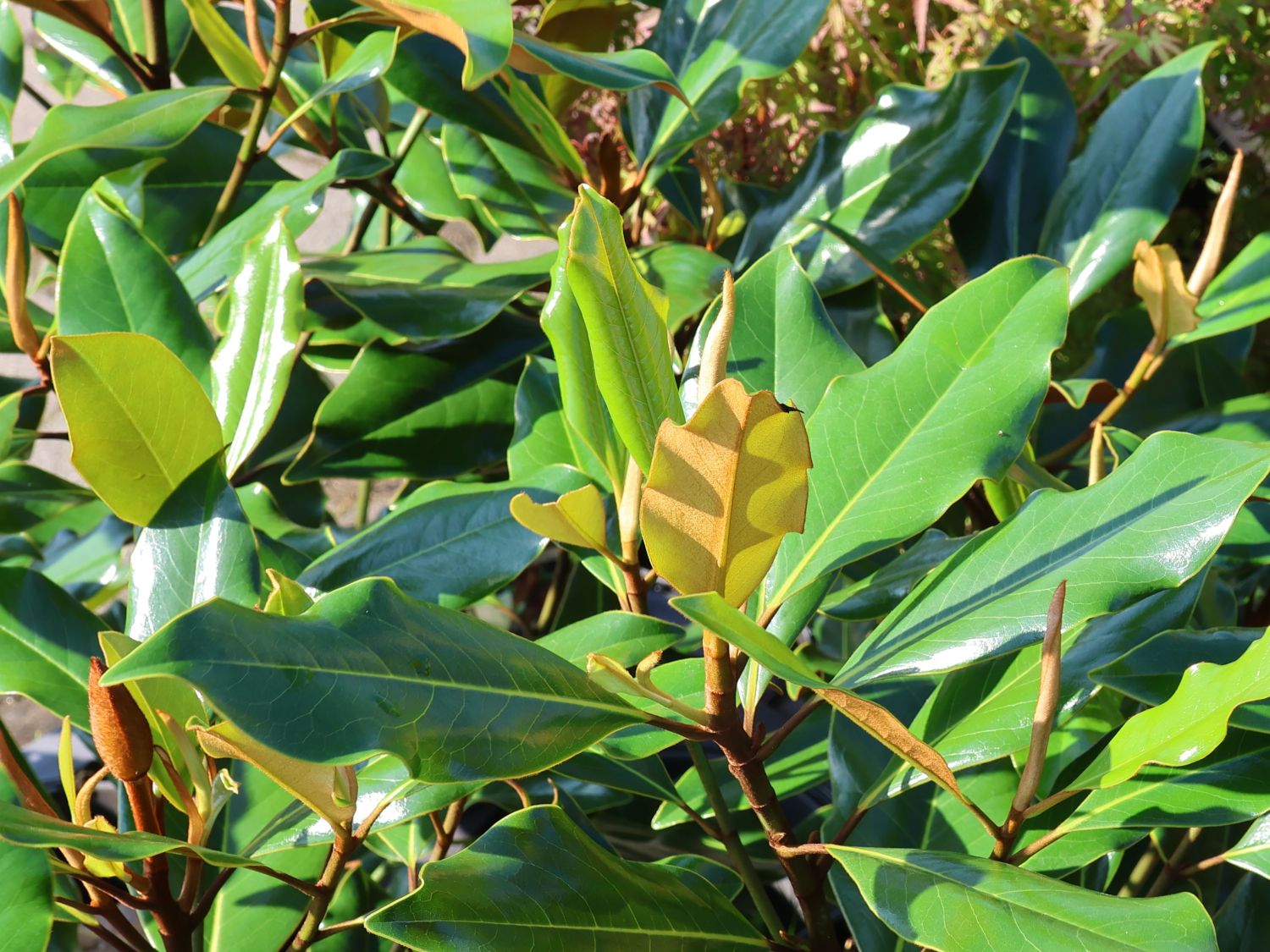 Immergrüne Magnolie 'Kay Parris' - Magnolia grandiflora 'Kay Parris'