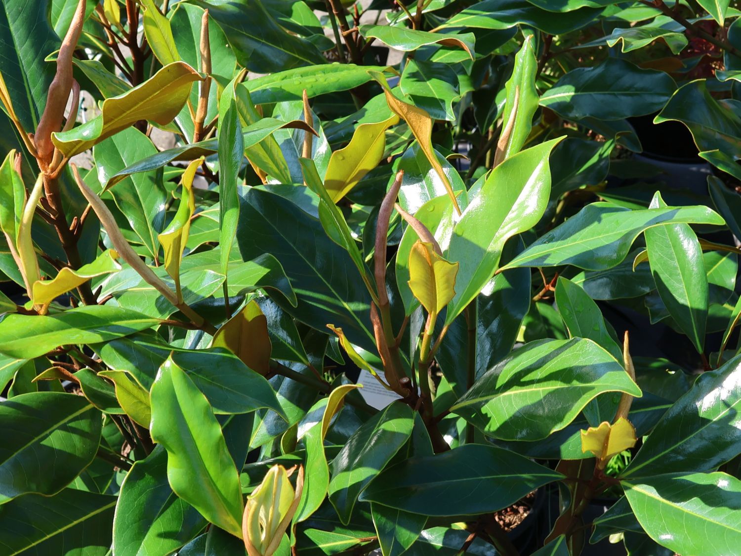 Immergrüne Magnolie 'Kay Parris' - Magnolia grandiflora 'Kay Parris'