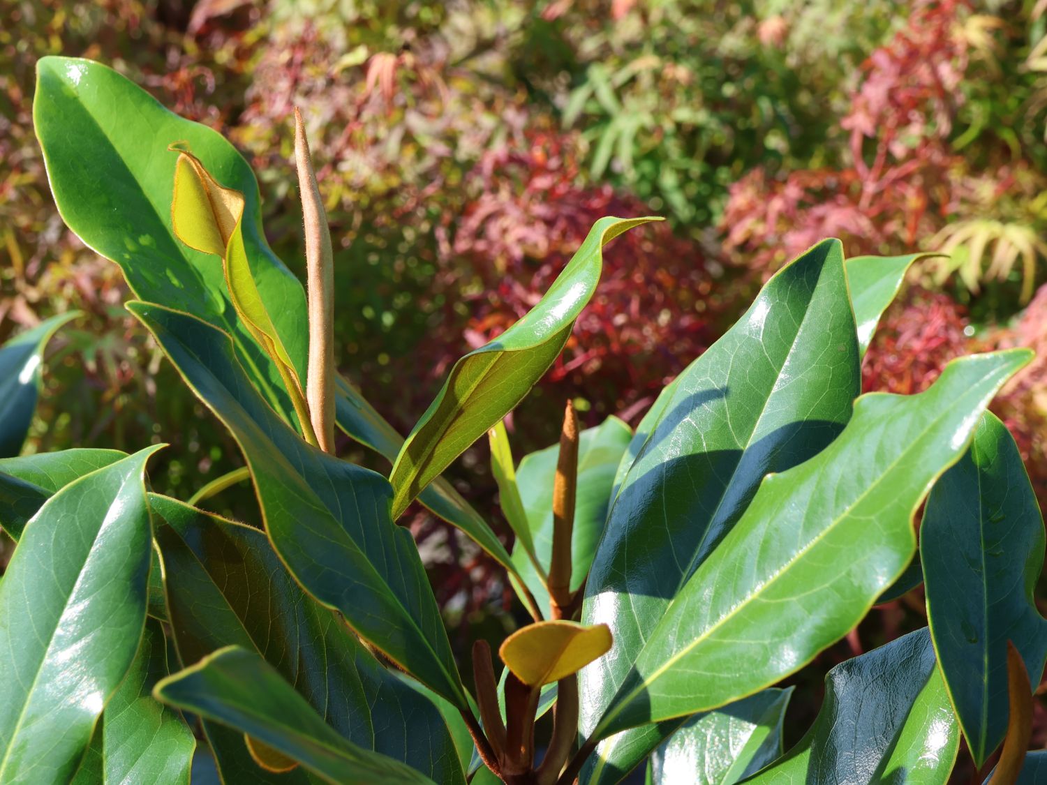 Immergrüne Magnolie 'Kay Parris' - Magnolia grandiflora 'Kay Parris'