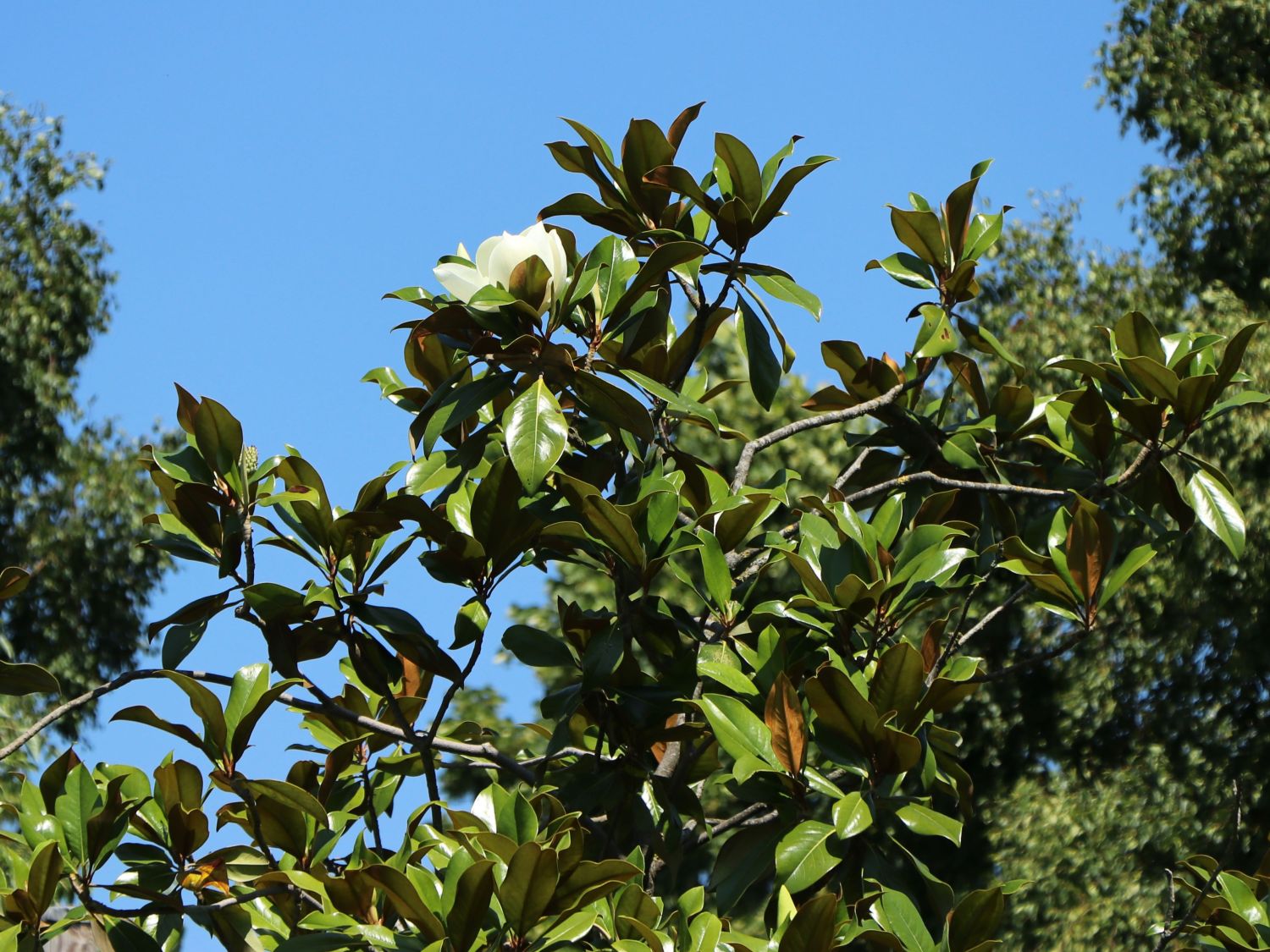 Winterharte immergrüne Bäume für kleine Gärten ? 2025