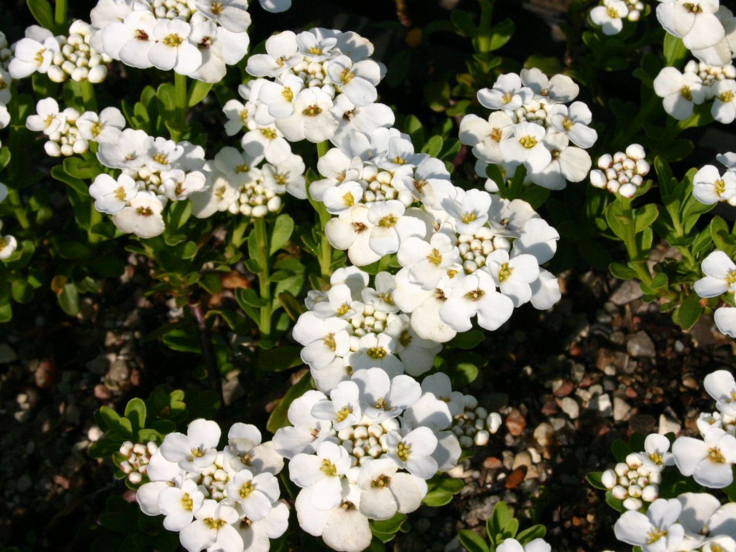 Immergrüne Schleifenblume 'Findel' - Iberis sempervirens 'Findel'