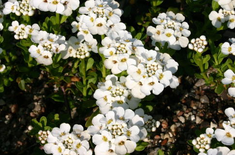 Immergrüne Schleifenblume 'Findel' - Iberis sempervirens 'Findel'
