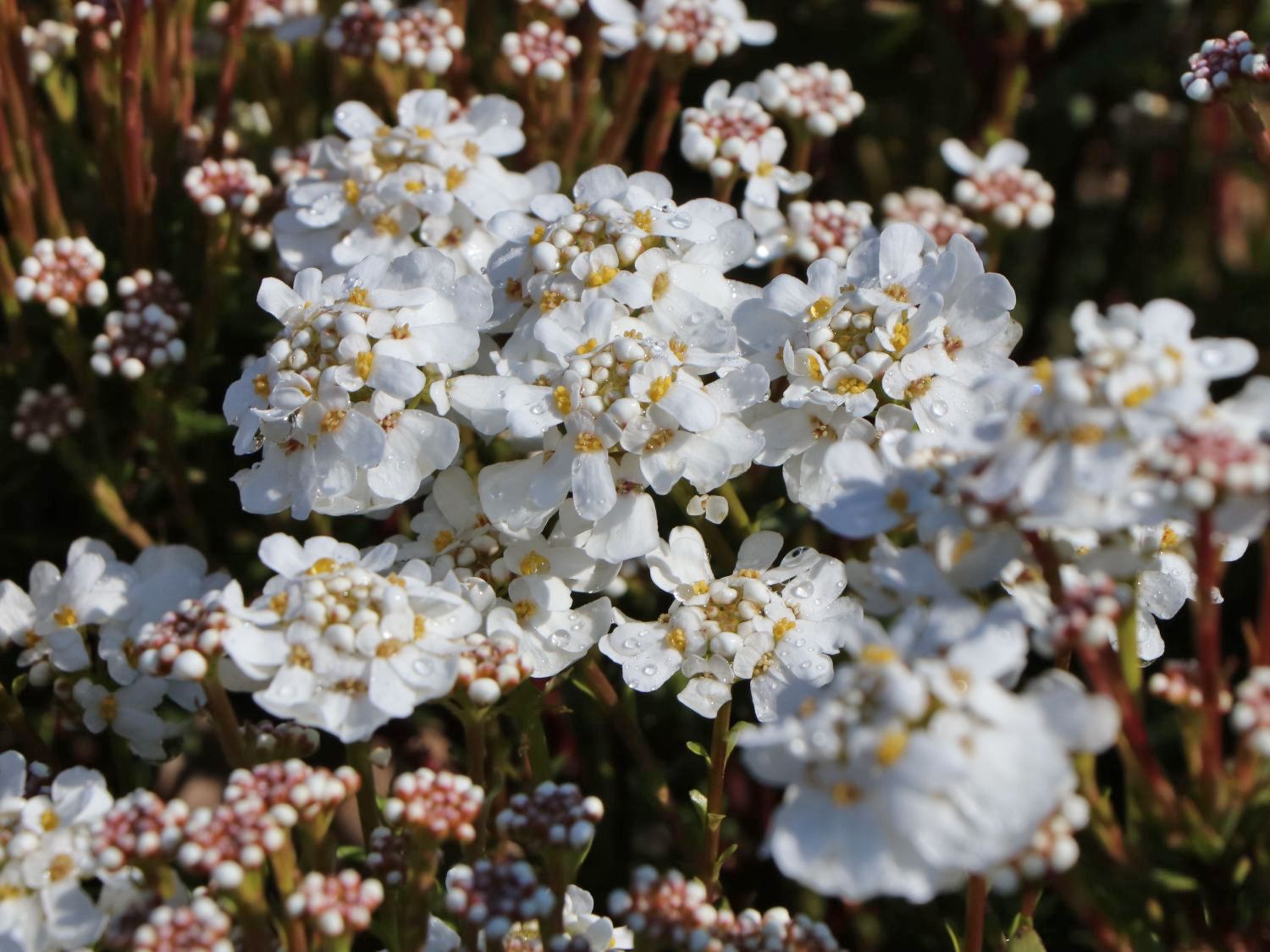 Immergrüne Schleifenblume 'Fischbeck' - Iberis sempervirens 'Fischbeck'