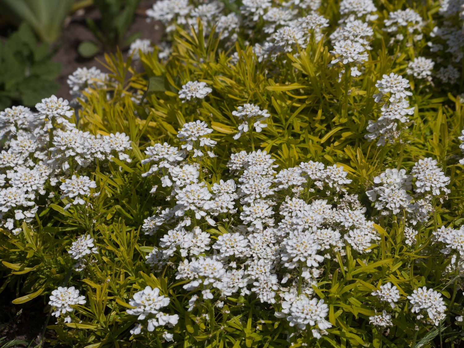 Immergrüne Schleifenblume 'Golden Candy' - Iberis sempervirens 'Golden Candy'