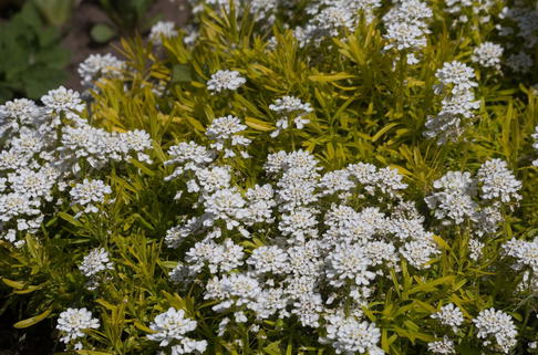 Immergrüne Schleifenblume 'Golden Candy' - Iberis sempervirens 'Golden Candy'