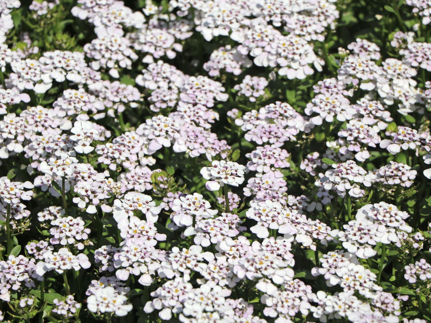 Immergrüne Schleifenblume 'Masterpiece' ® bestes StaudenWissen