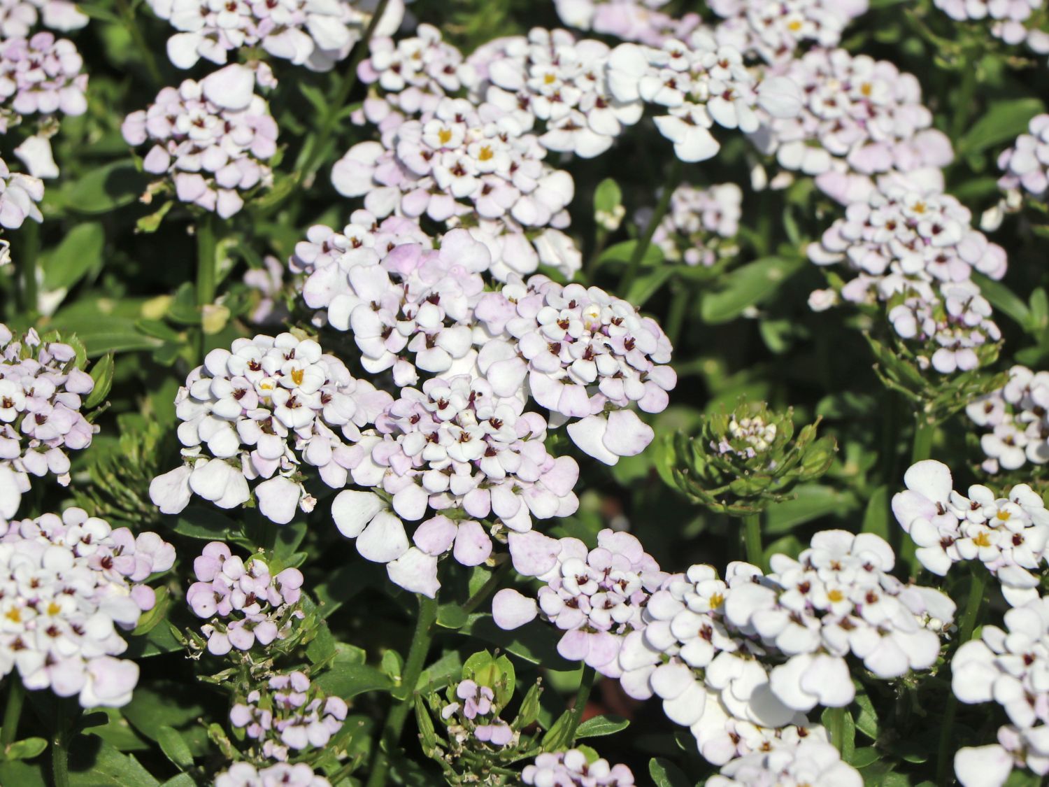 Immergrüne Schleifenblume 'Masterpiece' ® bestes StaudenWissen