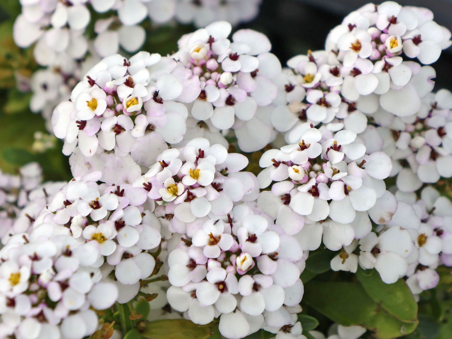Immergrüne Schleifenblume 'Masterpiece' ® für Deinen Garten!