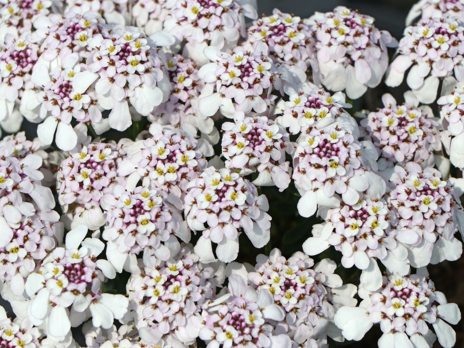 Immergrüne Schleifenblume 'Pink Ice'