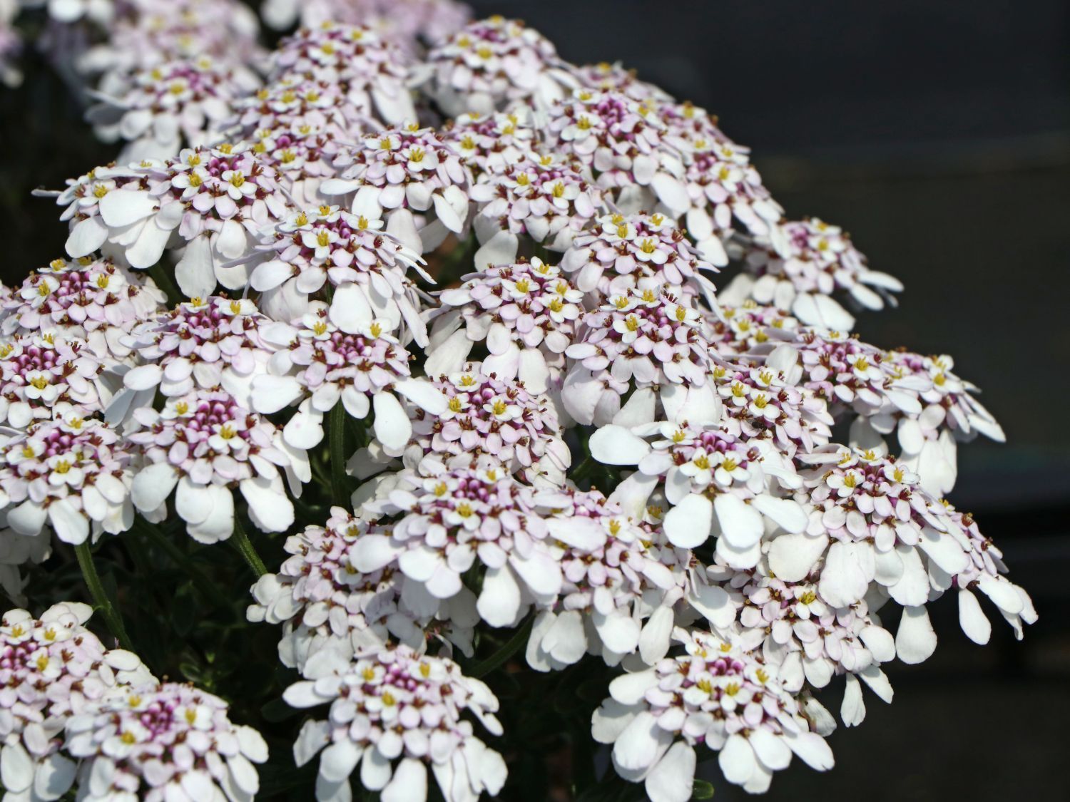 Immergrüne Schleifenblume 'Pink Ice' - Iberis sempervirens 'Pink Ice'