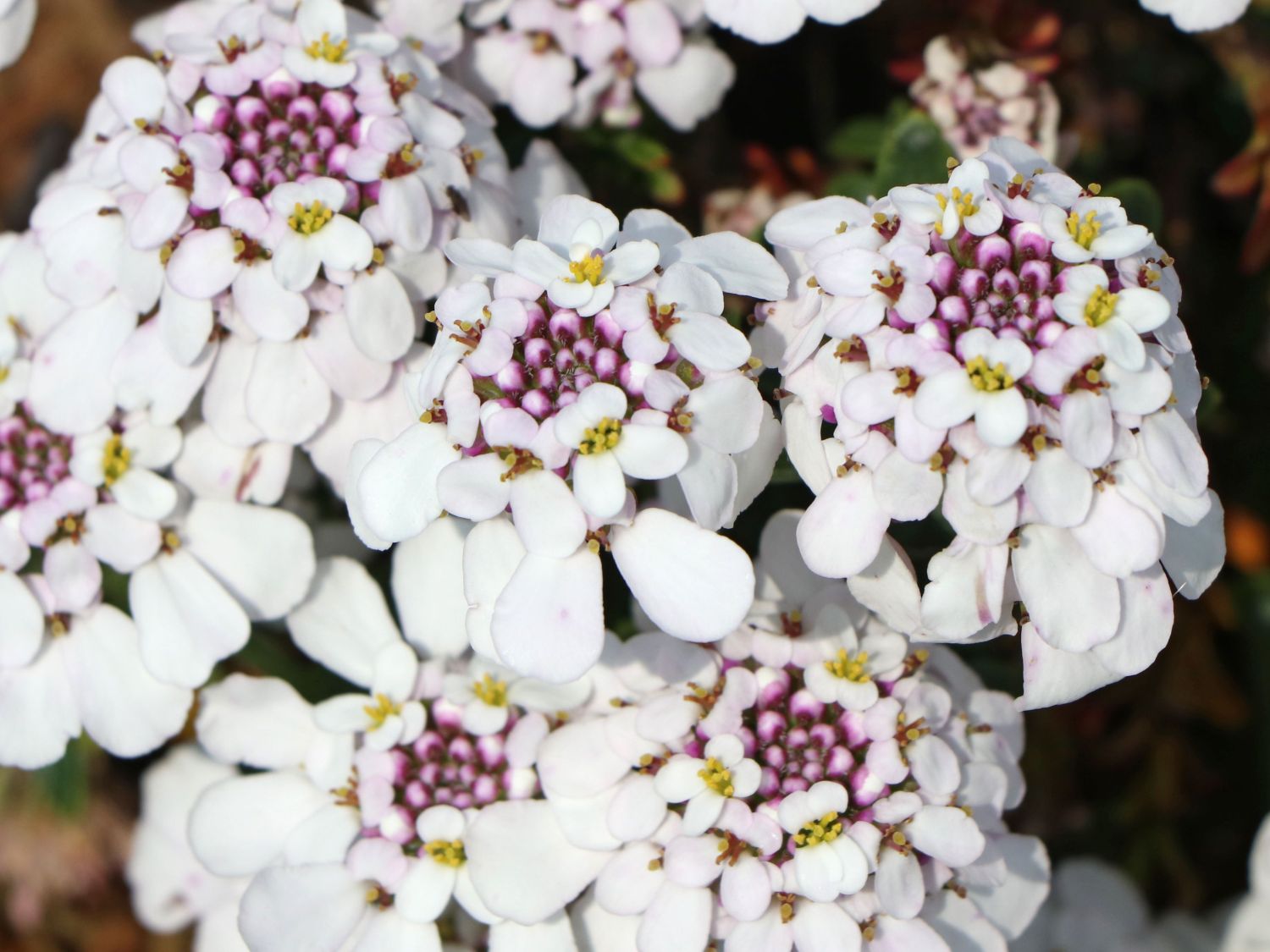 Immergrüne Schleifenblume 'Pink Ice' - Iberis sempervirens 'Pink Ice'