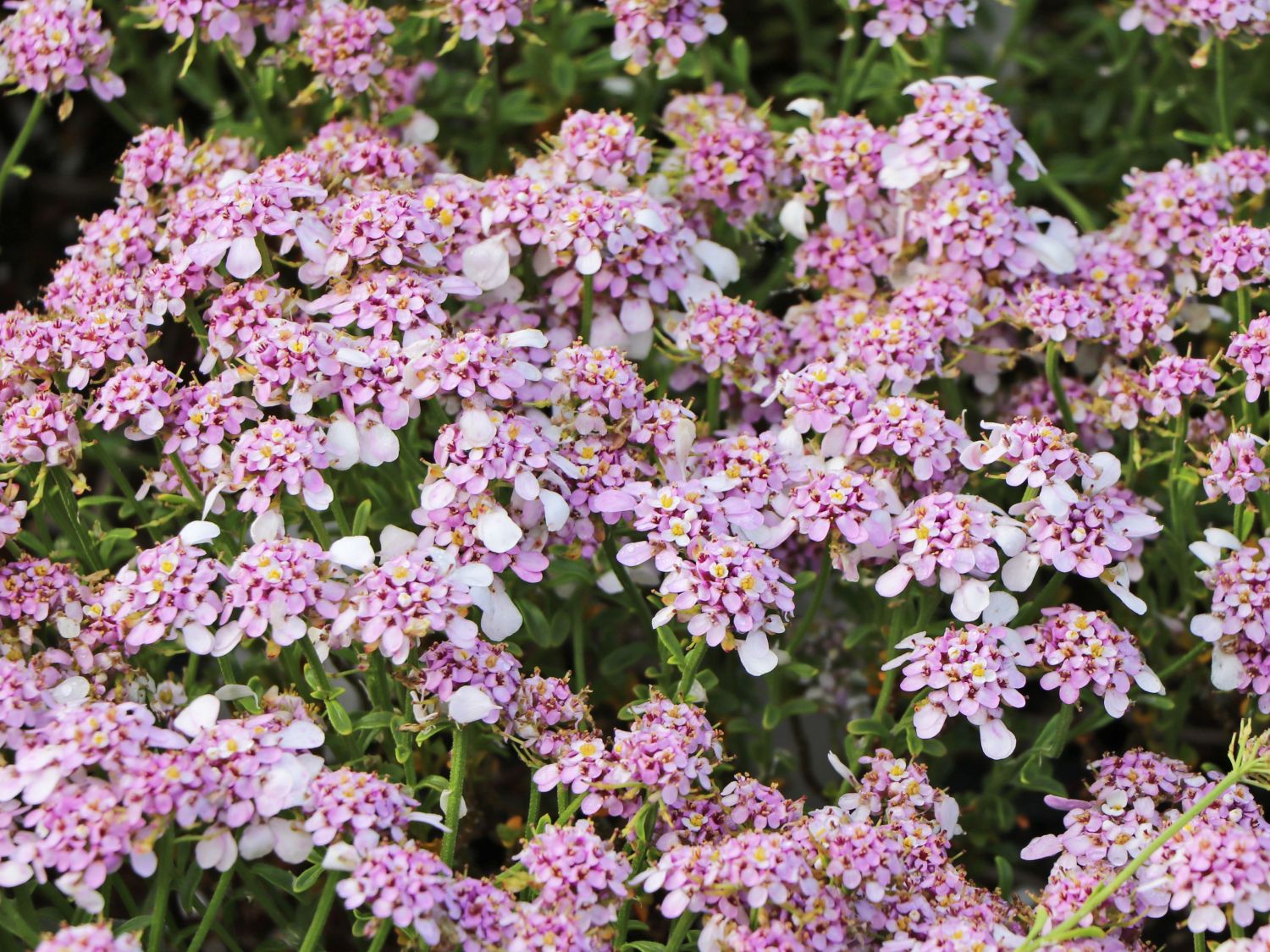 Immergrüne Schleifenblume 'Pink Ice' - Iberis sempervirens 'Pink Ice'