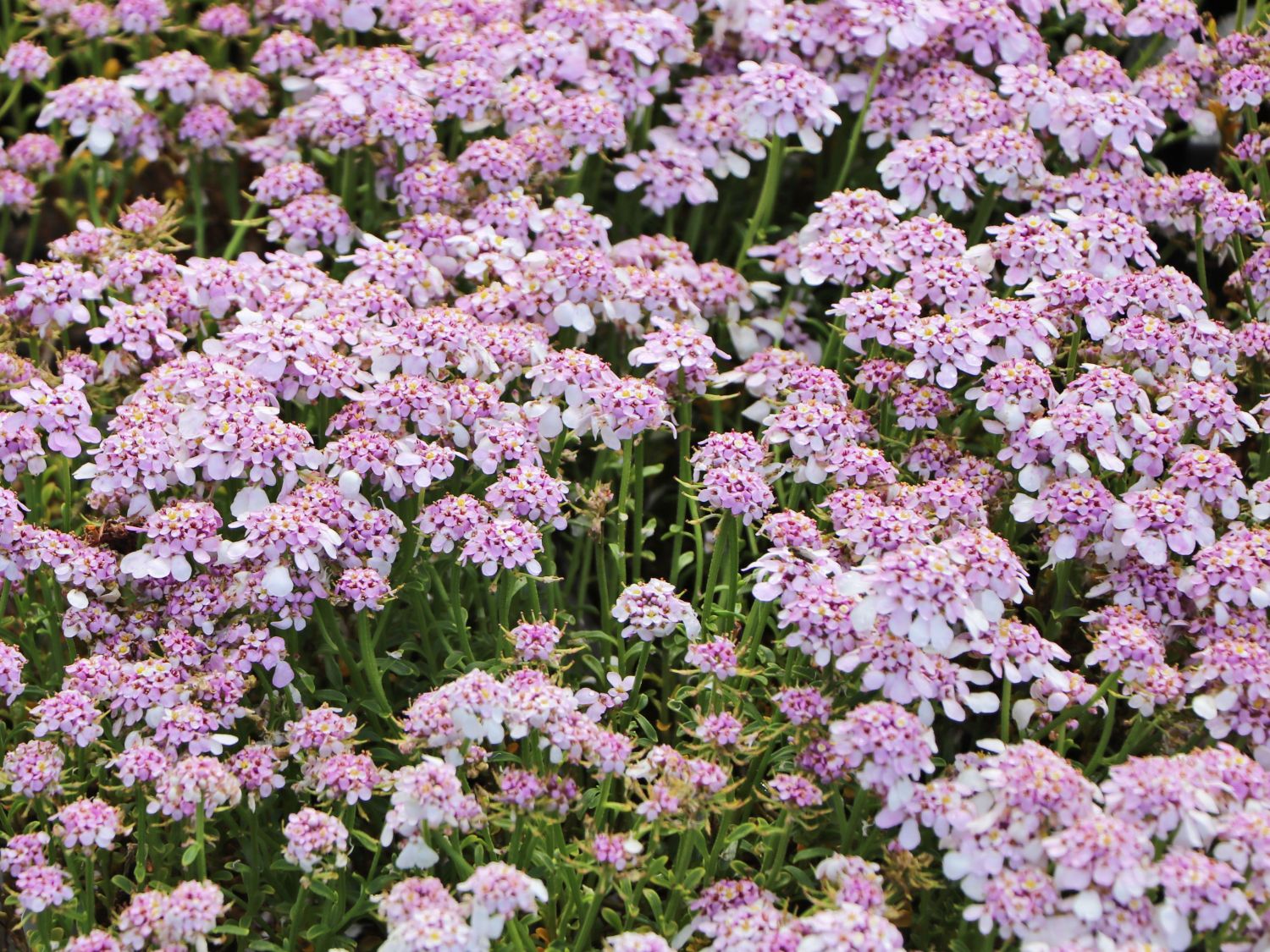 Immergrüne Schleifenblume 'Pink Ice' - Iberis sempervirens 'Pink Ice'