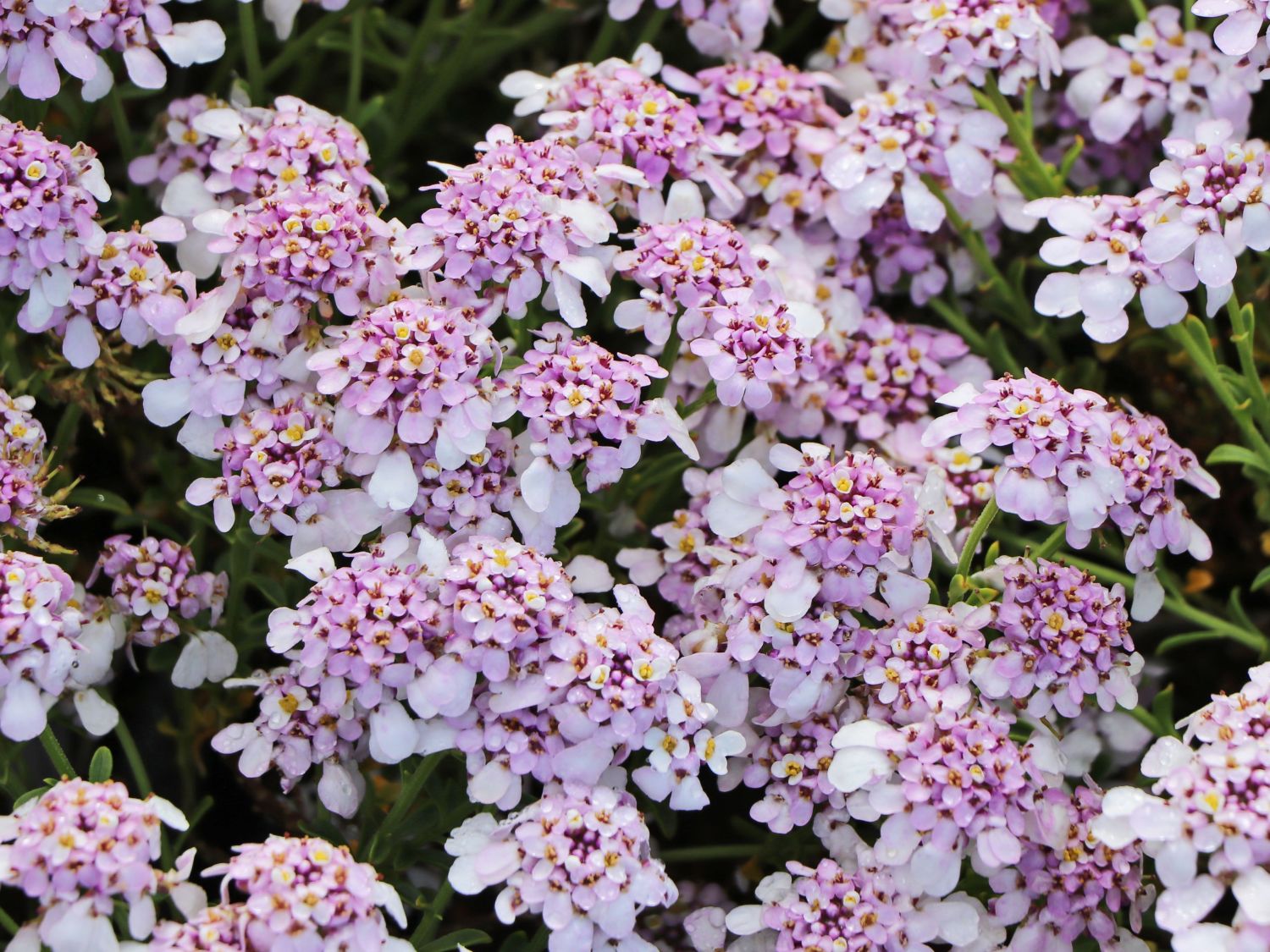 Immergrüne Schleifenblume 'Pink Ice' - Iberis sempervirens 'Pink Ice'