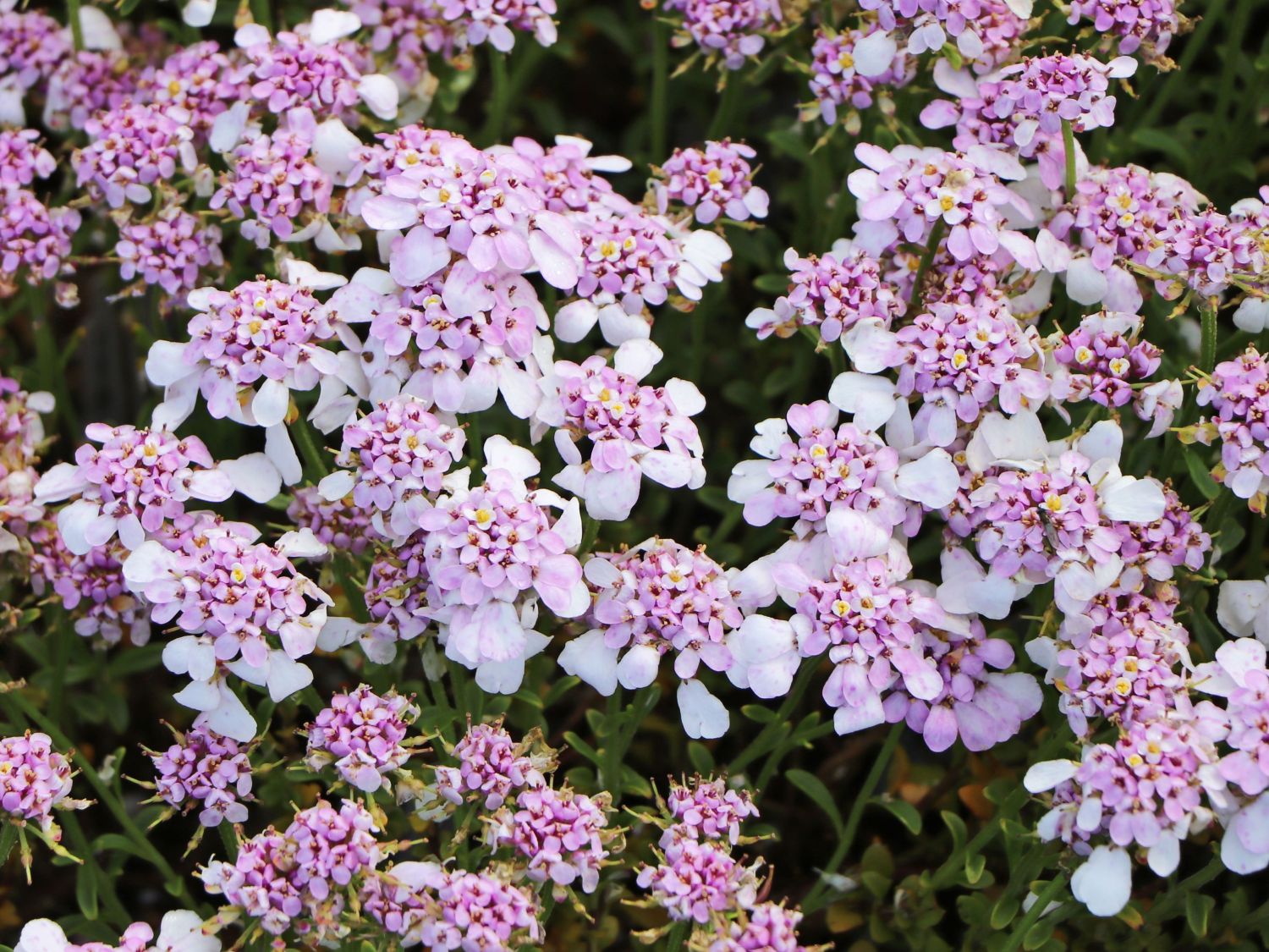 Immergrüne Schleifenblume 'Pink Ice' - Iberis sempervirens 'Pink Ice'