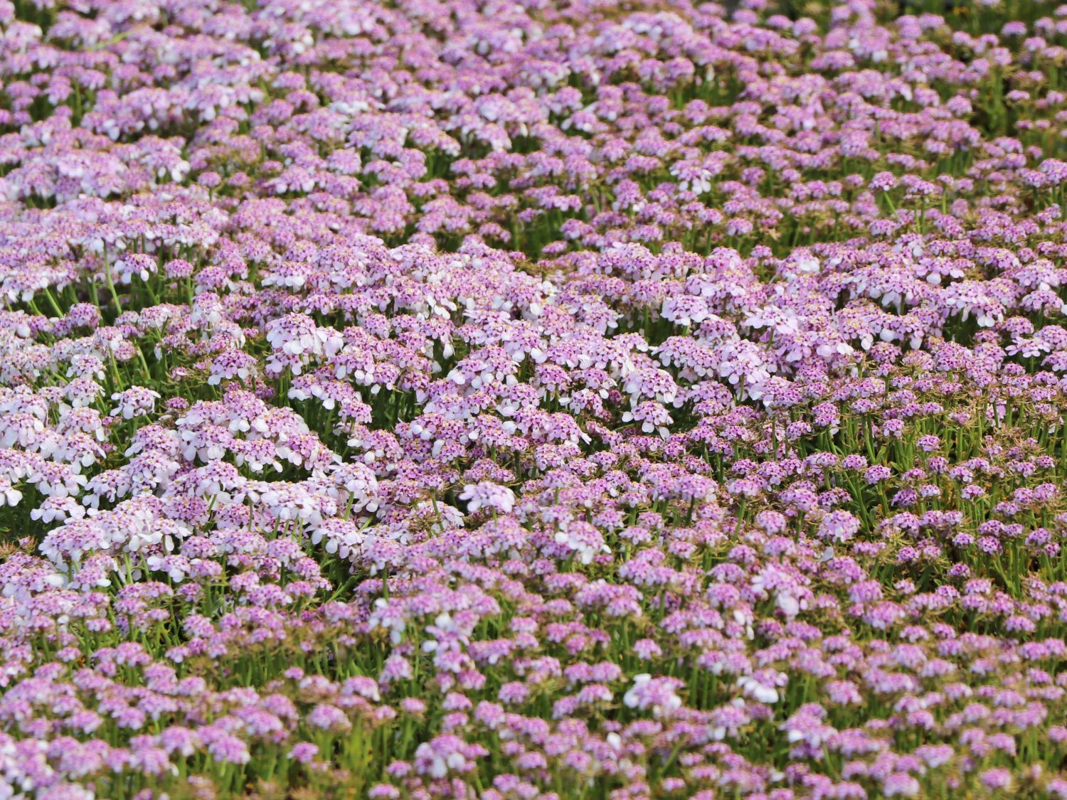 Immergrüne Schleifenblume 'Pink Ice' Beste Sorten & StaudenWissen