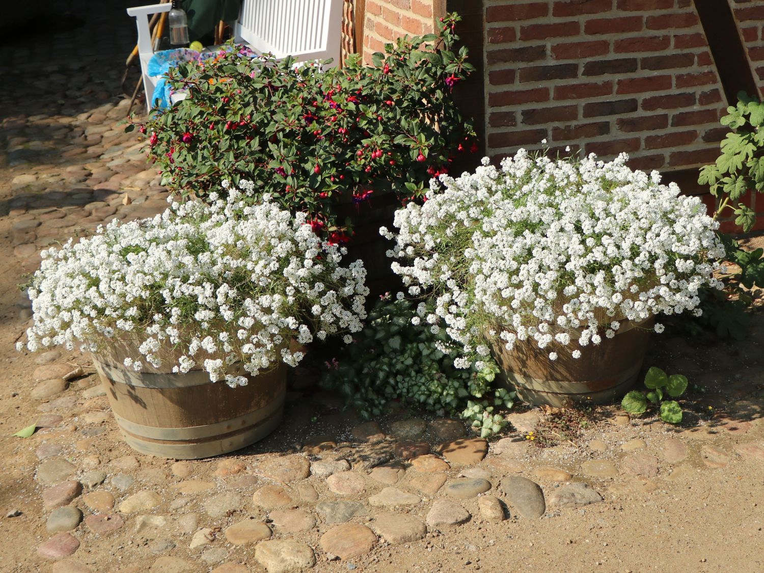 Immergrüne Schleifenblume 'Schneeflocke' für Deinen Garten!