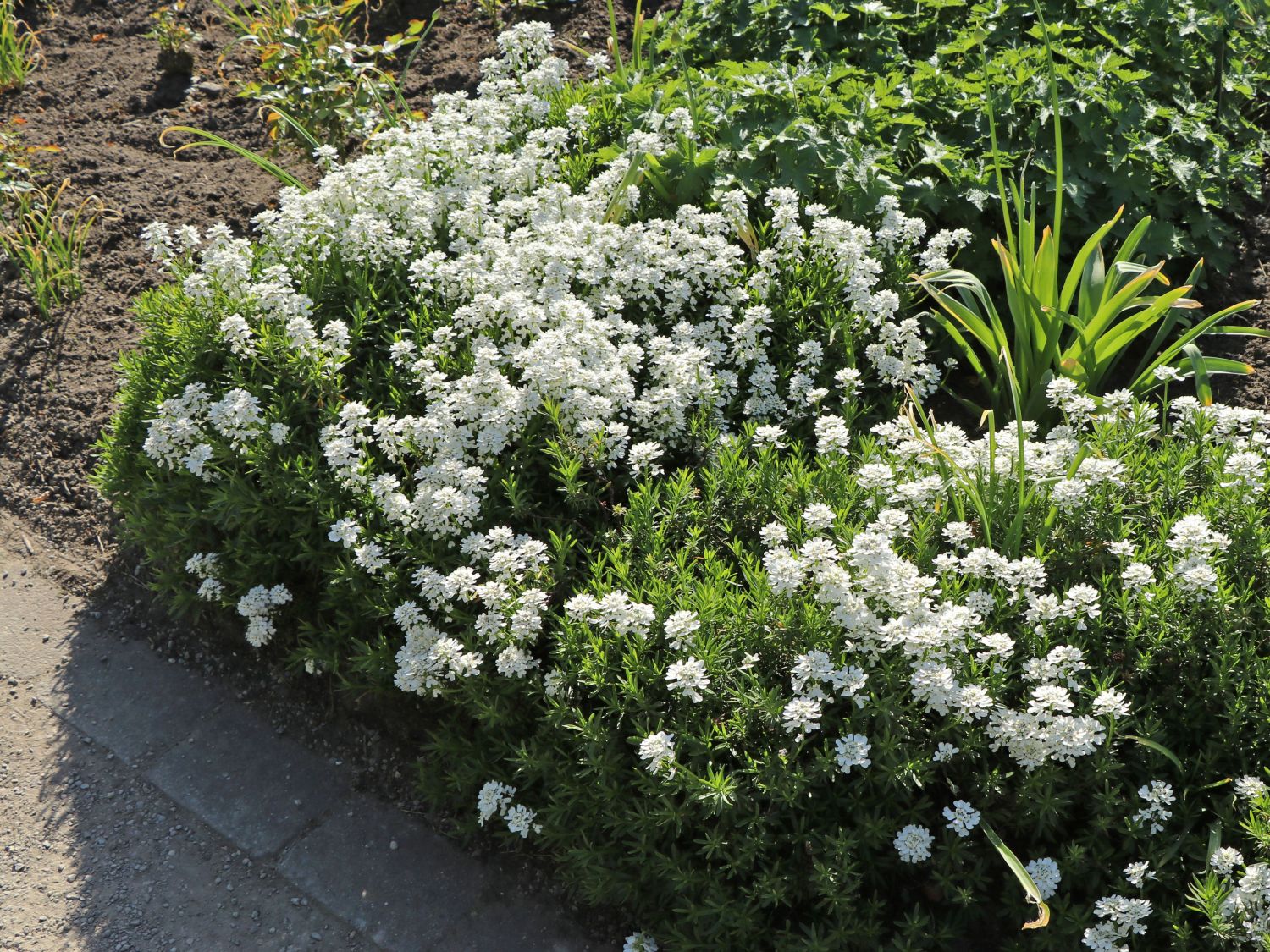 Immergrüne Schleifenblume 'Schneeflocke' für Deinen Garten!
