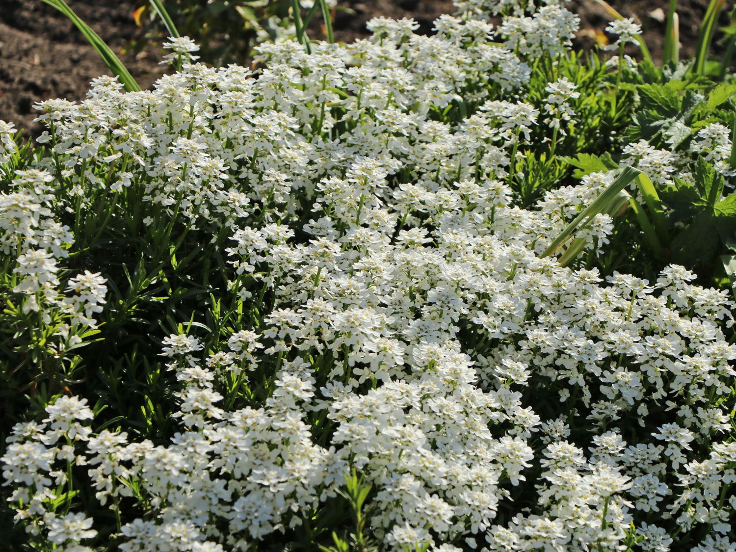 Immergrüne Schleifenblume 'Schneeflocke' für Deinen Garten!