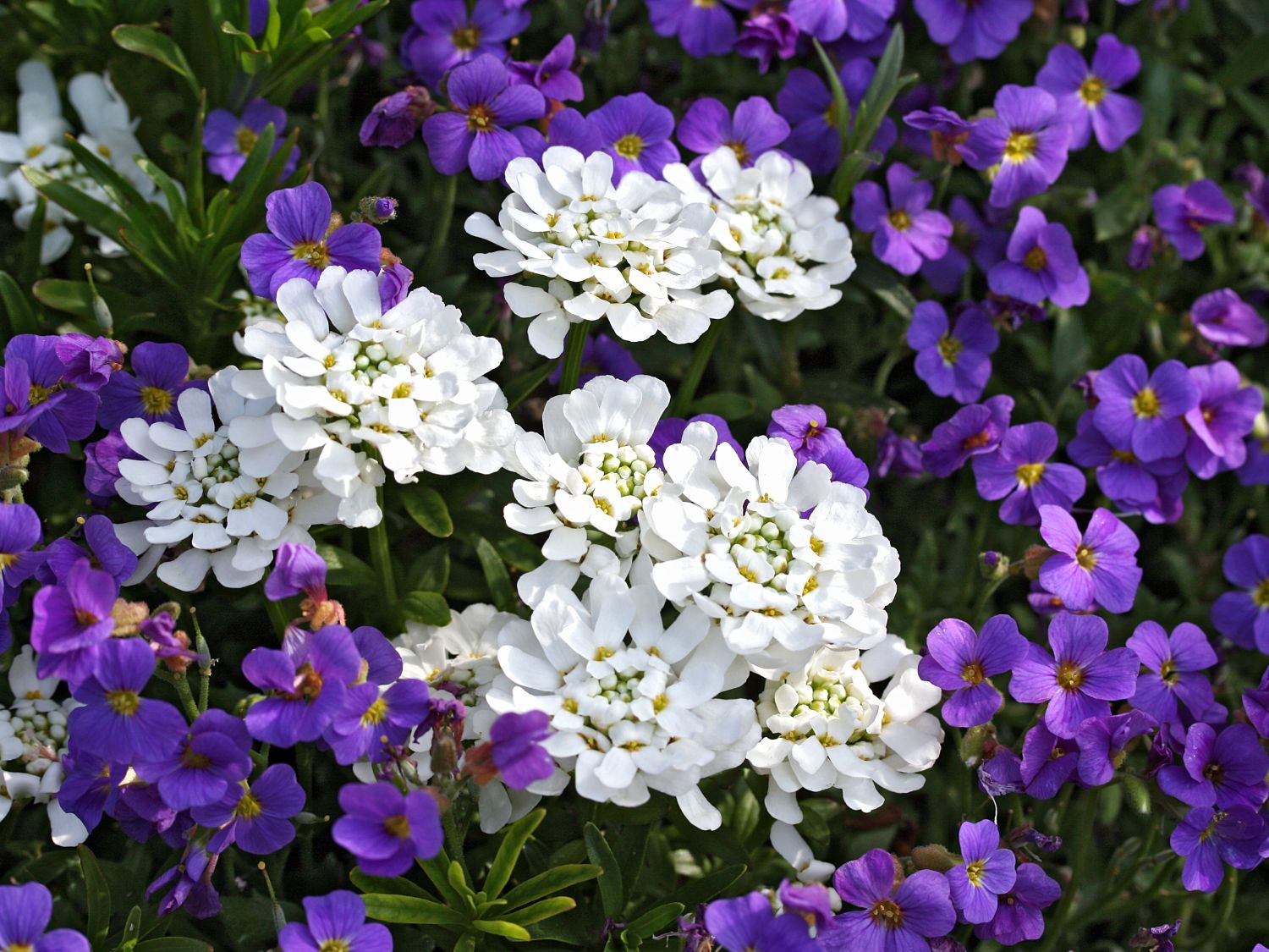 Immergrüne Schleifenblume 'Tahoe' Beste Sorten & StaudenWissen