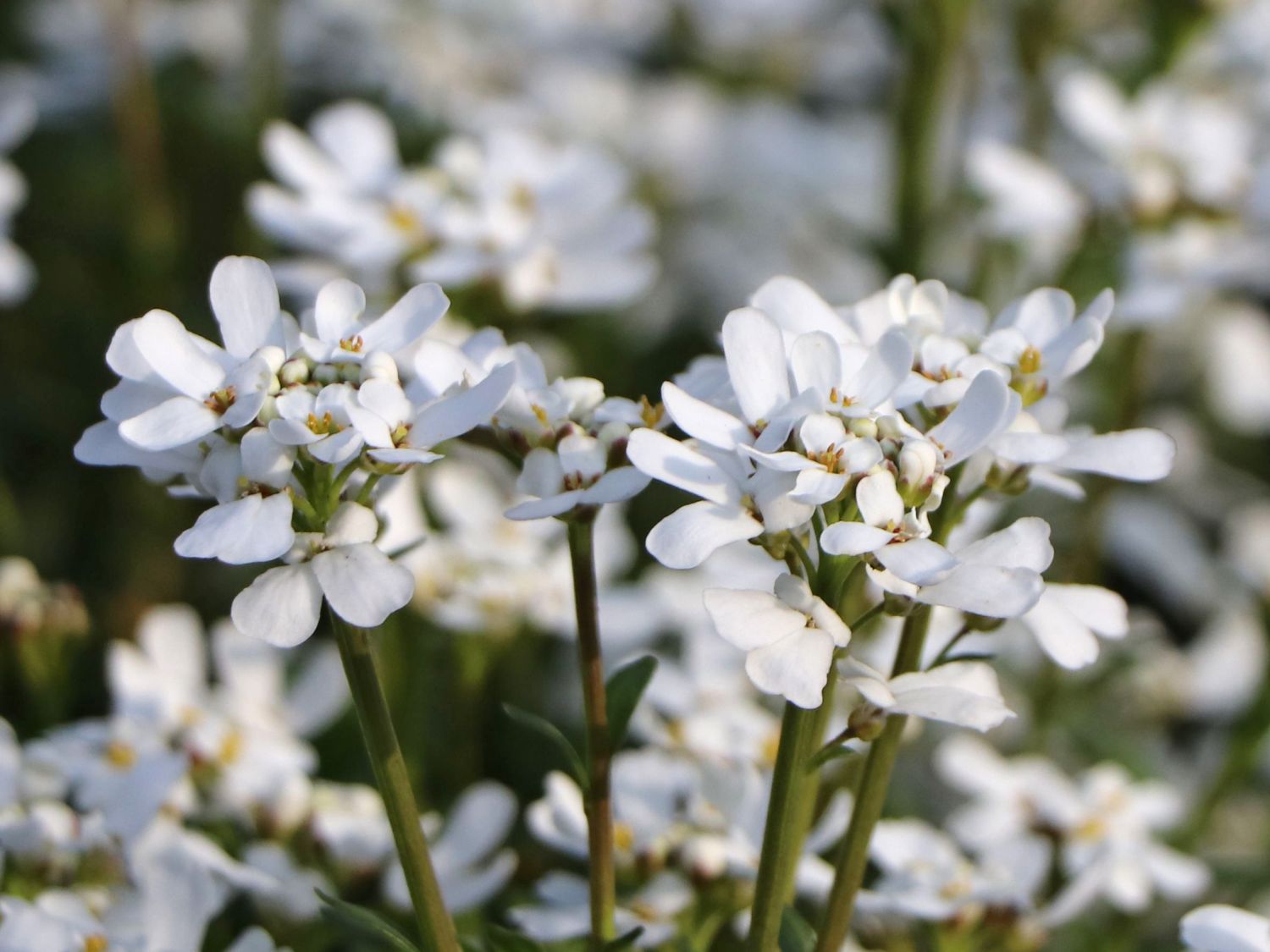 Immergrüne Schleifenblume 'Zwergschneeflocke'