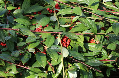 Immergrüne Strauchmispel - Cotoneaster salicifolius