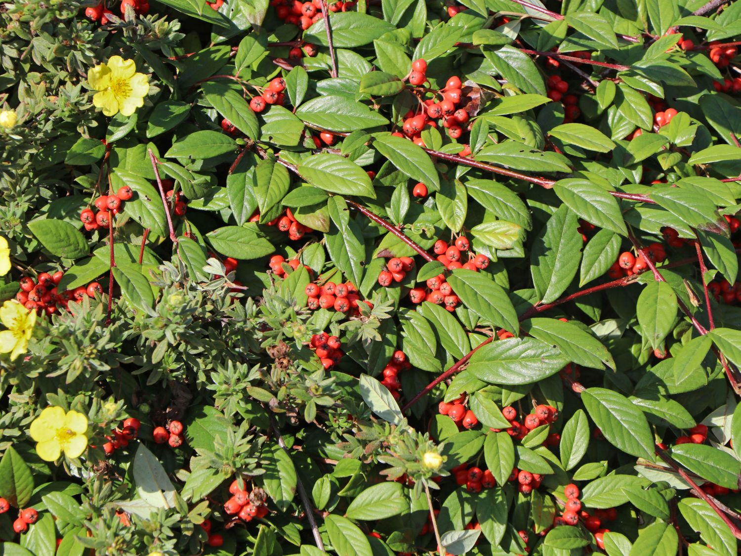 Immergrüne Strauchmispel Cotoneaster salicifolius Baumschule Horstmann