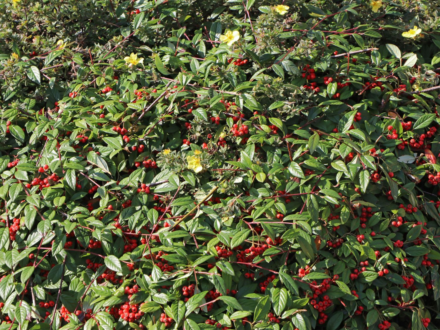 Immergrüne Strauchmispel Cotoneaster salicifolius Baumschule Horstmann