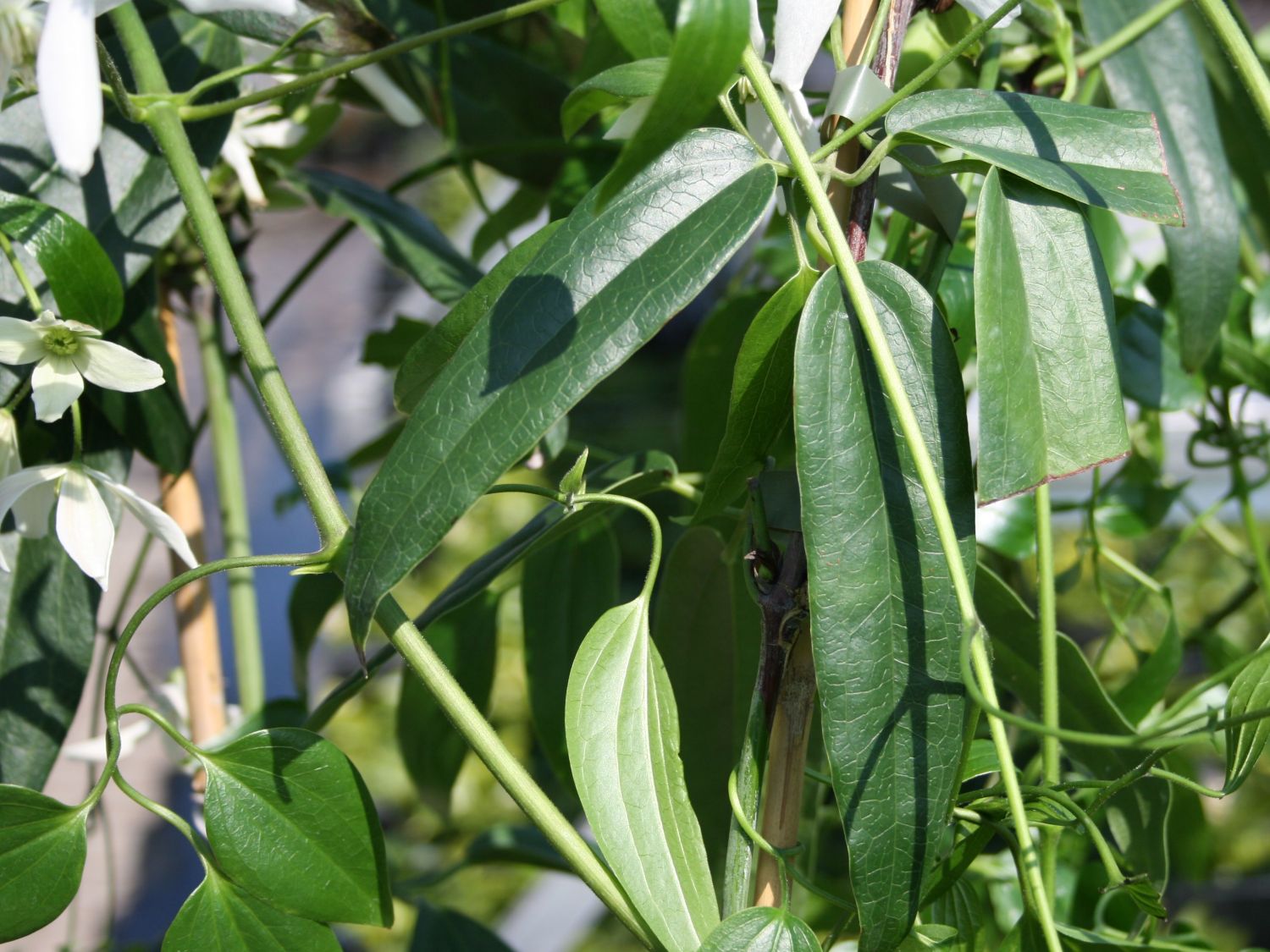 Immergrüne Waldrebe - Clematis armandii
