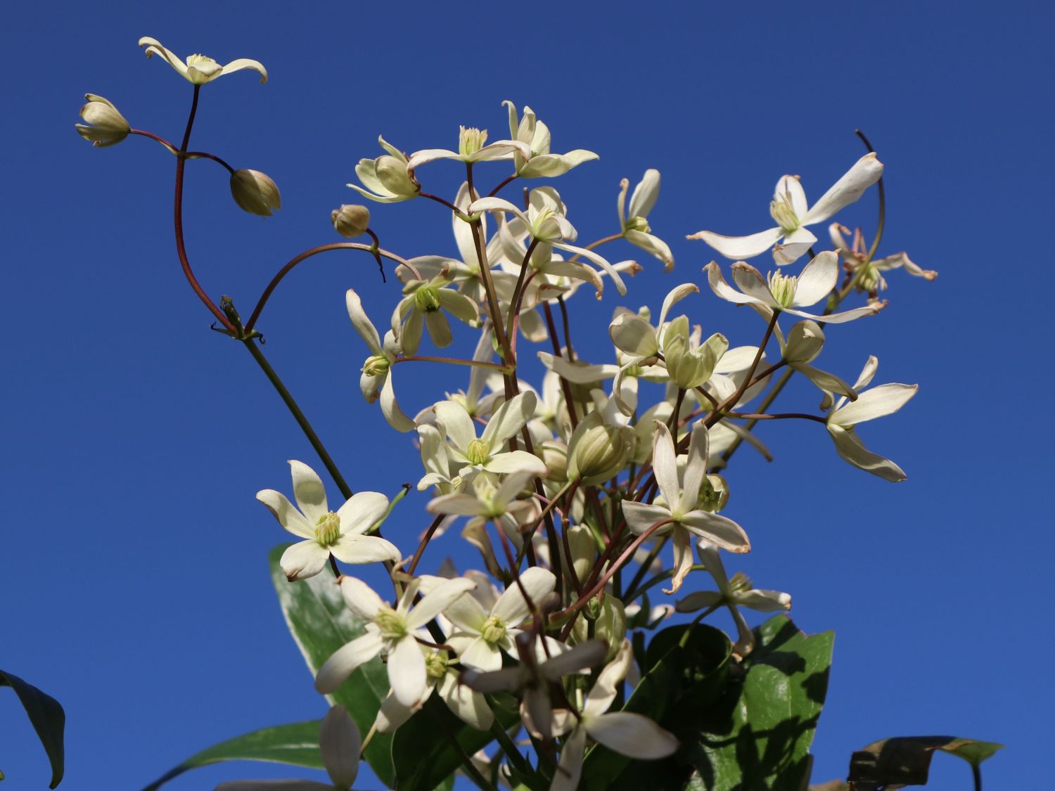 Immergrüne Waldrebe - Clematis armandii