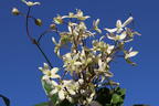 Immergrüne Waldrebe - Clematis armandii