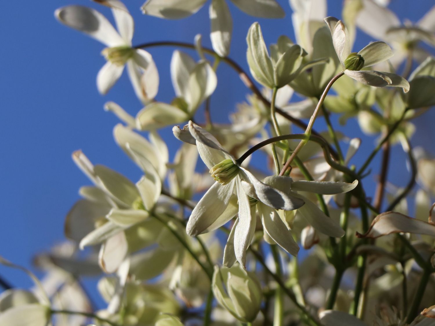 Immergrüne Waldrebe - Clematis armandii