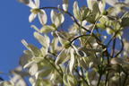 Immergrüne Waldrebe - Clematis armandii