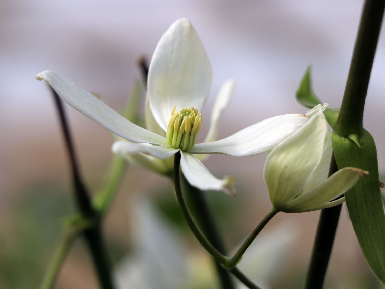 Immergrüne Waldrebe - Clematis armandii