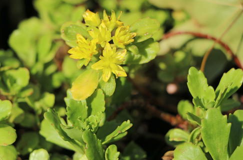 Immergrünes Fettblatt 'Immergrünchen' - Sedum hybridum 'Immergrünchen'