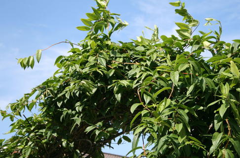 Immergrünes Geißblatt / Geißschlinge - Lonicera henryi