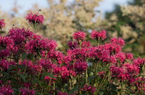 Indianernessel 'Balance' - Monarda didyma 'Balance'