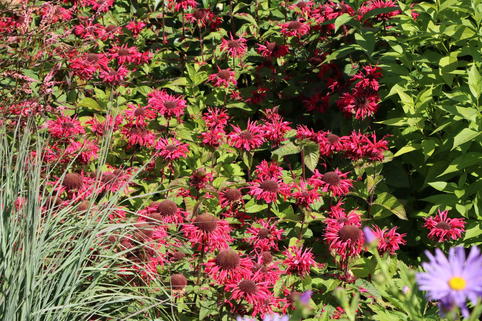 Indianernessel 'bee happy' ® - Monarda fistulosa 'bee happy' ®