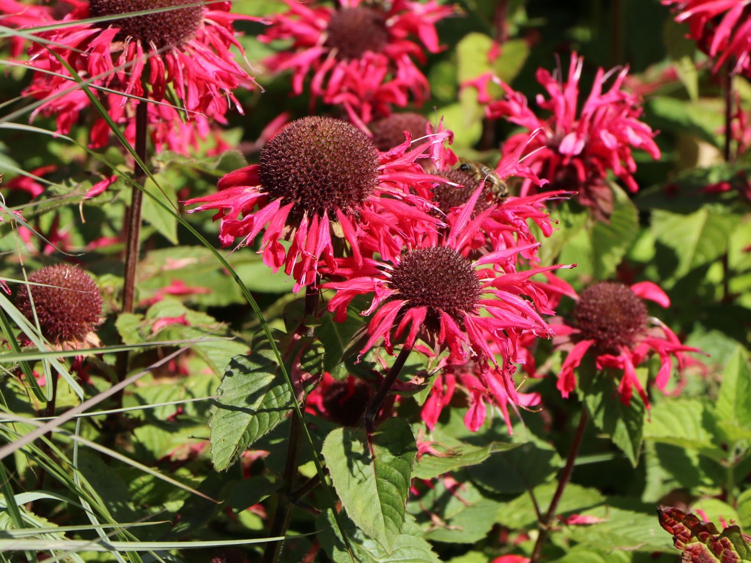 Indianernessel 'bee happy' ® - Monarda fistulosa 'bee happy' ®