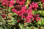 Indianernessel 'bee happy' ® - Monarda fistulosa 'bee happy' ®