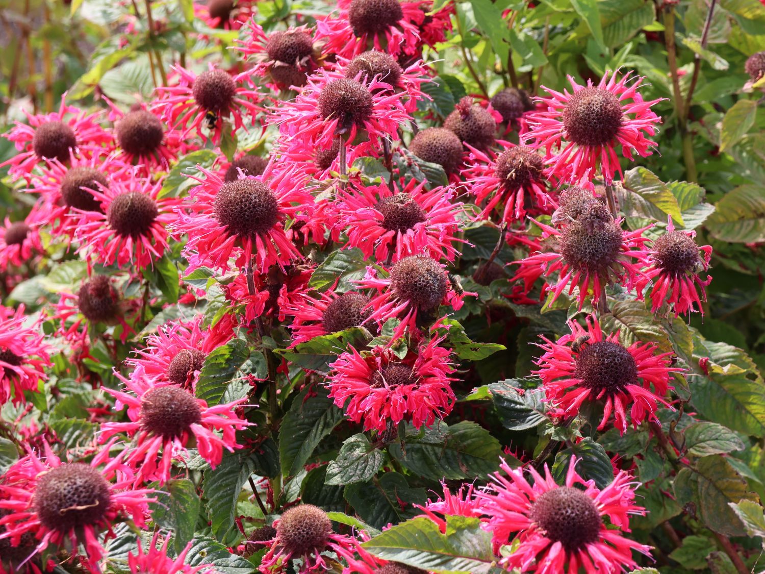 Indianernessel 'bee happy' ® - Monarda fistulosa 'bee happy' ®