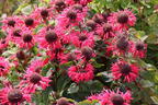 Indianernessel 'bee happy' ® - Monarda fistulosa 'bee happy' ®