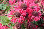Indianernessel 'bee happy' ® - Monarda fistulosa 'bee happy' ®