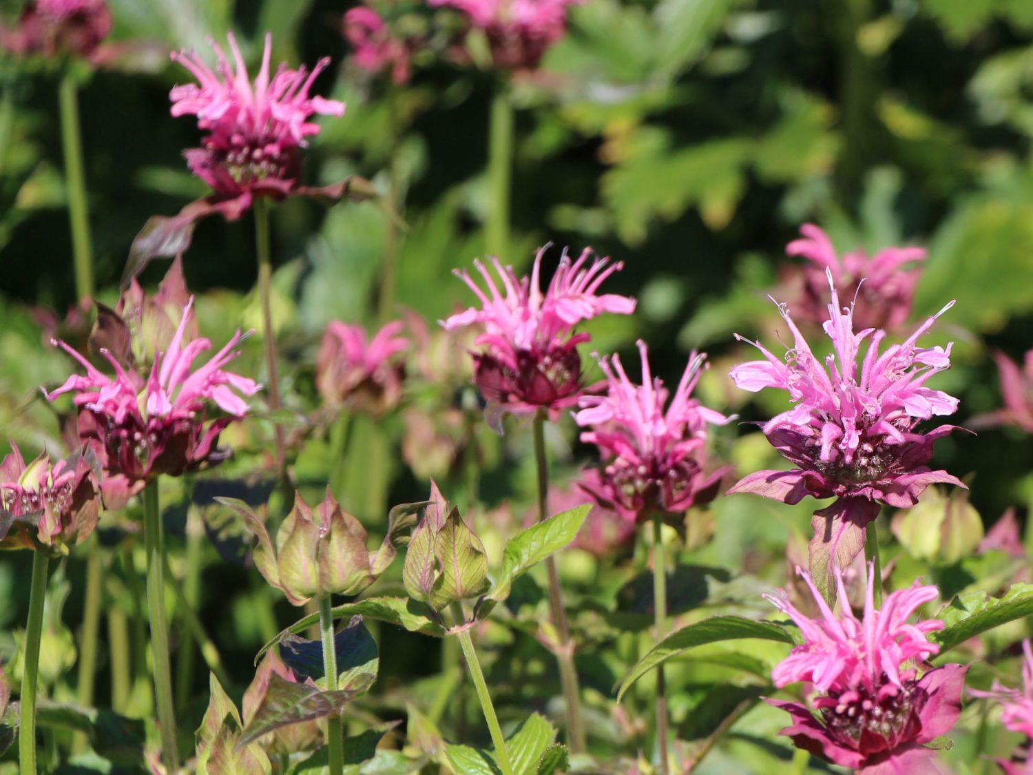 Indianernessel 'Cherokee'