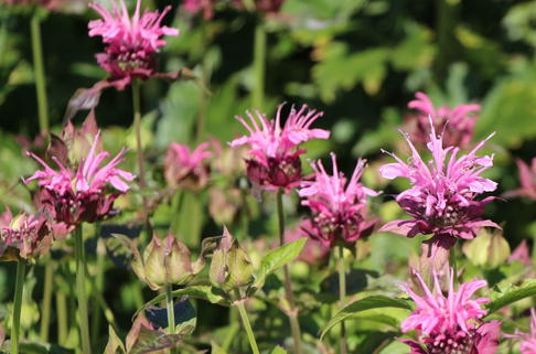 Indianernessel 'Cherokee' - Monarda fistulosa 'Cherokee'