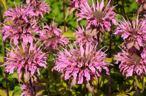 Indianernessel 'Croftway Pink' - Monarda fistulosa 'Croftway Pink'