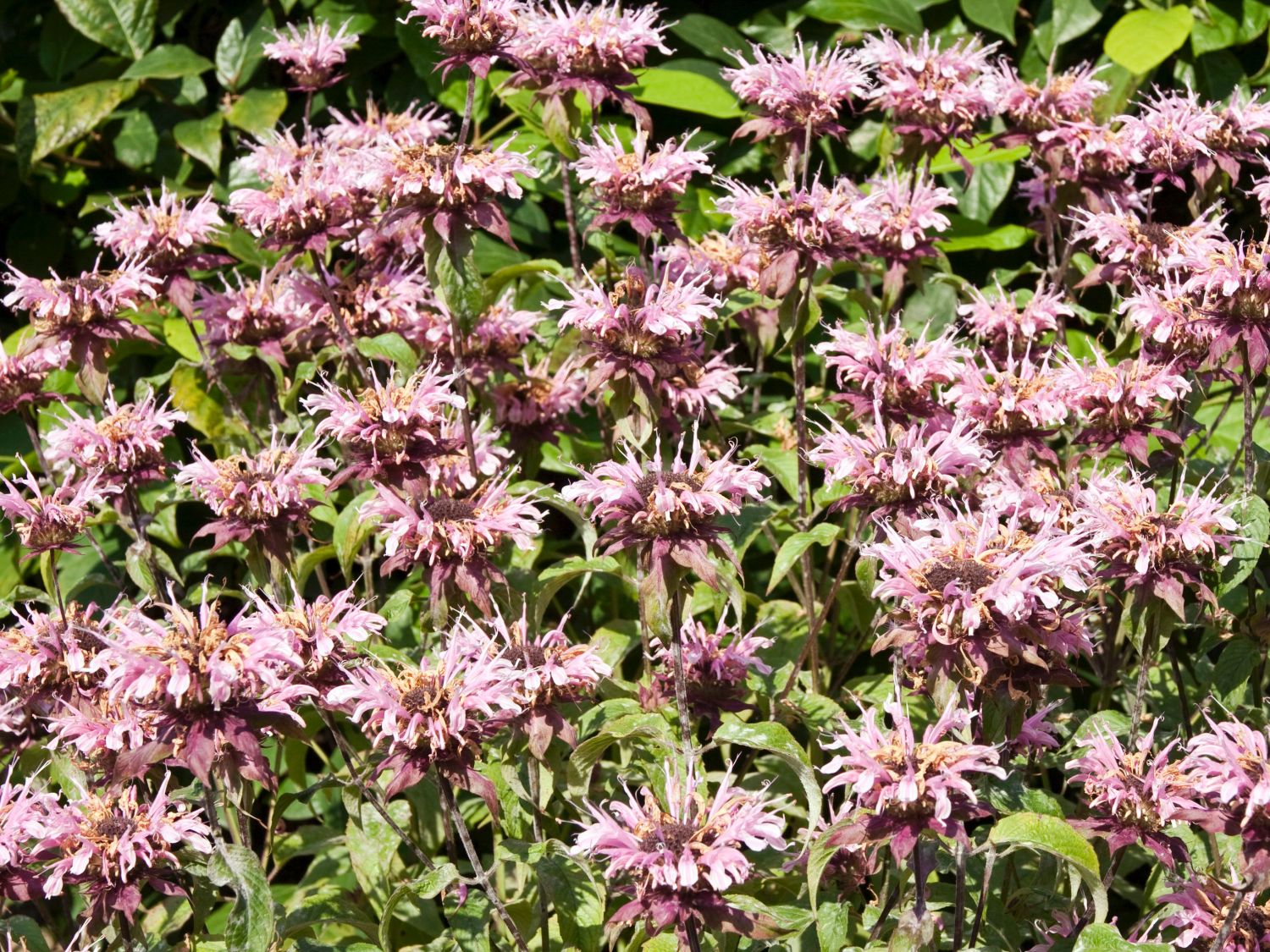 Monarda (Monarda)